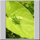 Leptophyes punctatissima - Punktierte Zartschrecke 01.jpg